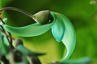 碧玉妆成一树高,万条垂下绿丝绦的意思是什么?