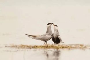 关关雎鸠怎么读关关雎鸠读音简述