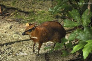 猄怎么读 猄的读音是什么呢