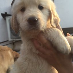 纯种金毛幼犬一般价格?