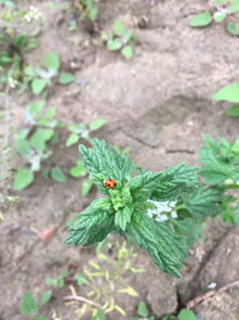 白花益母草