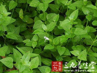 韩信草的功效与作用