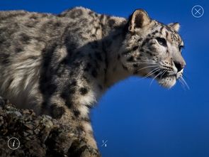 WWF(World Wildlife Fund)是什么意思?