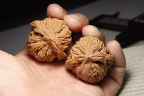 文玩核桃忌讳的几个注意事项