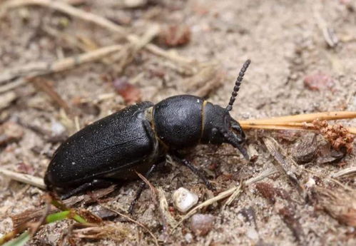天牛是什么动物