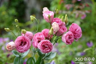 洋桔梗花语是什么?