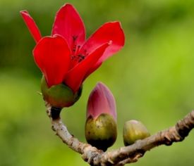 木棉花的功效与作用,可健脾养胃清热解毒还能活血化瘀