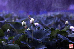 我还是想你、盼你、怨你、念你……这首好多年前听到的歌一直不知道叫