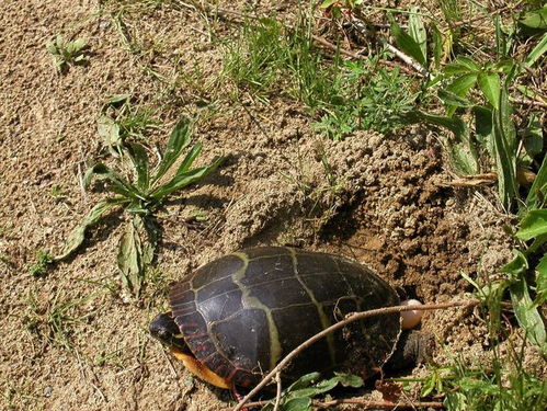 乌龟多久开始下蛋(乌龟什么时候下蛋多大了才下蛋)