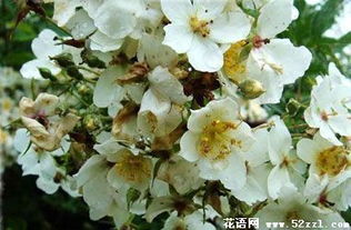 荼蘼花的花语是什么?