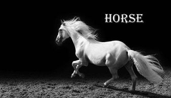 horse复数是什么?