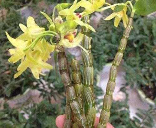 铁皮石斛的正确泡水方法 铁皮石斛如何正确泡