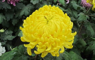 菊花品质