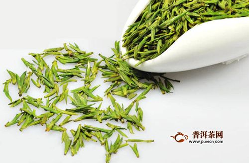 雀舌茶的功效与禁忌 雀舌茶发热好处和坏处