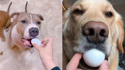 狗可以吃生鸡蛋吗