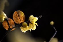 成语--花香四溢是什么意思
