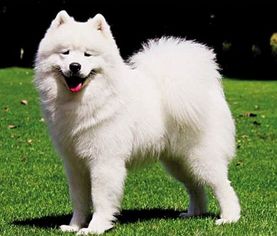 萨摩耶价格多少钱一只幼犬?
