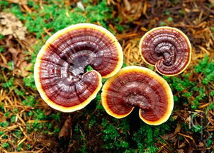 野生白灵芝多少钱一斤?