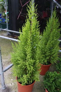 香冠柏的养殖方法和注意事项是什么?