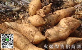 雪莲果生吃好还是煮熟吃好