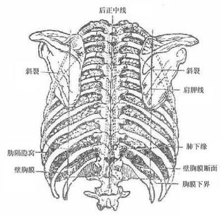 肺部在人体什么位置图