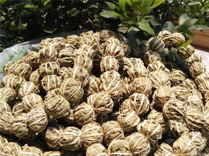 鹧鸪茶是什么树的叶子