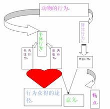 印随行为的主要功能