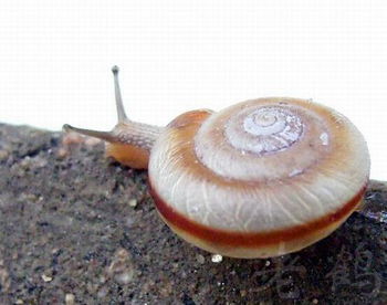 蜗牛与天气三处波浪线天有什么特点