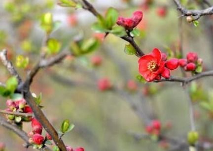 春风拂什么