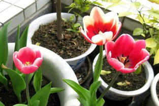 郁金香能放室内吗