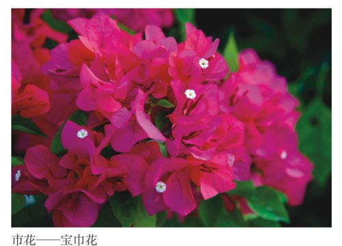 广东21个城市的市花分别是什么?
