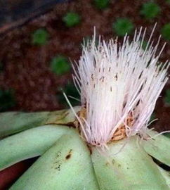 生根水的制作方法是怎样得?