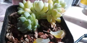 多肉化水怎么回事