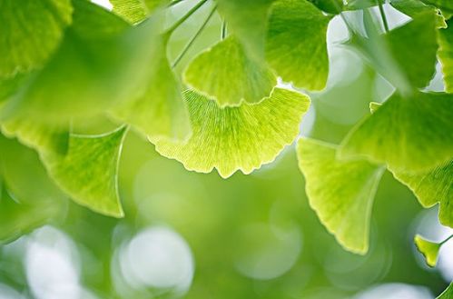 “芥”的读音是什么?