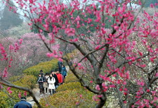 南京梅花山公园有什么景点