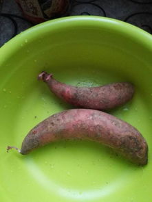 红薯长芽了还能吃吗?