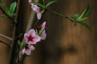 花期在三月的花有哪些?