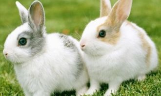 兔子需要喝水吗