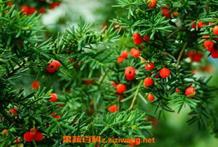 红豆杉的作用 用途介绍