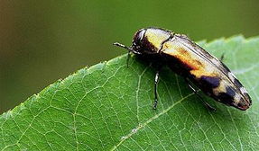 苹果的小吉丁虫要怎样防治?