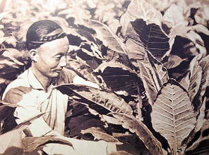 栉风沐雨是什么意思?
