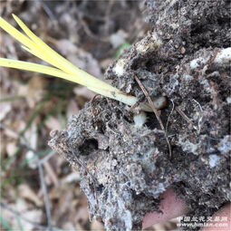 杭州发现罕见幽灵草,神似“豌豆射手”,这种植物的生长周期是怎样的