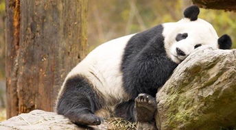 关于大熊猫的资料(外形特点 , 生活习性)