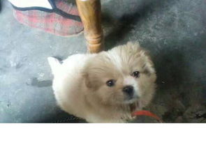 世界上长毛狗的品种都有那些?