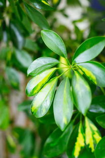 适合露天四季盆栽植物