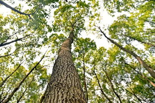 十年树木百年树人的意思是什么?