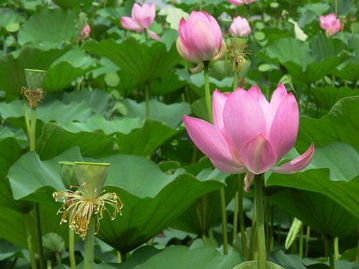 我有莲子,应该怎么种出荷花啊?