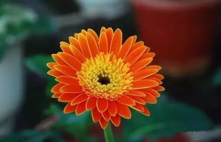 非洲菊的花语和寓意