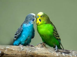 虎皮鹦鹉如何快速繁殖