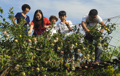 小青梅(作者:江小绿)_by江小绿_txt全文阅读,百度网盘免费下载